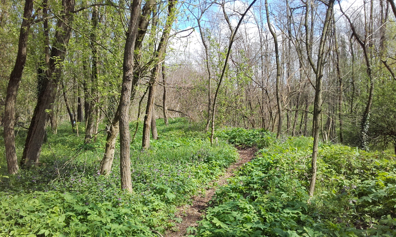 Nuova vita al Parco delle&nbsp;Carrettine