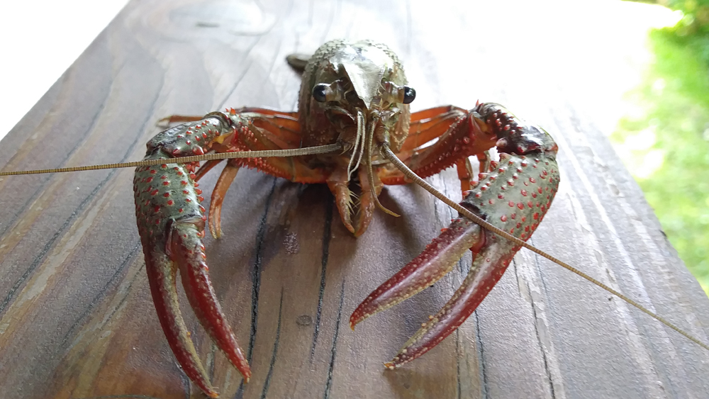 gambero rosso della Louisiana