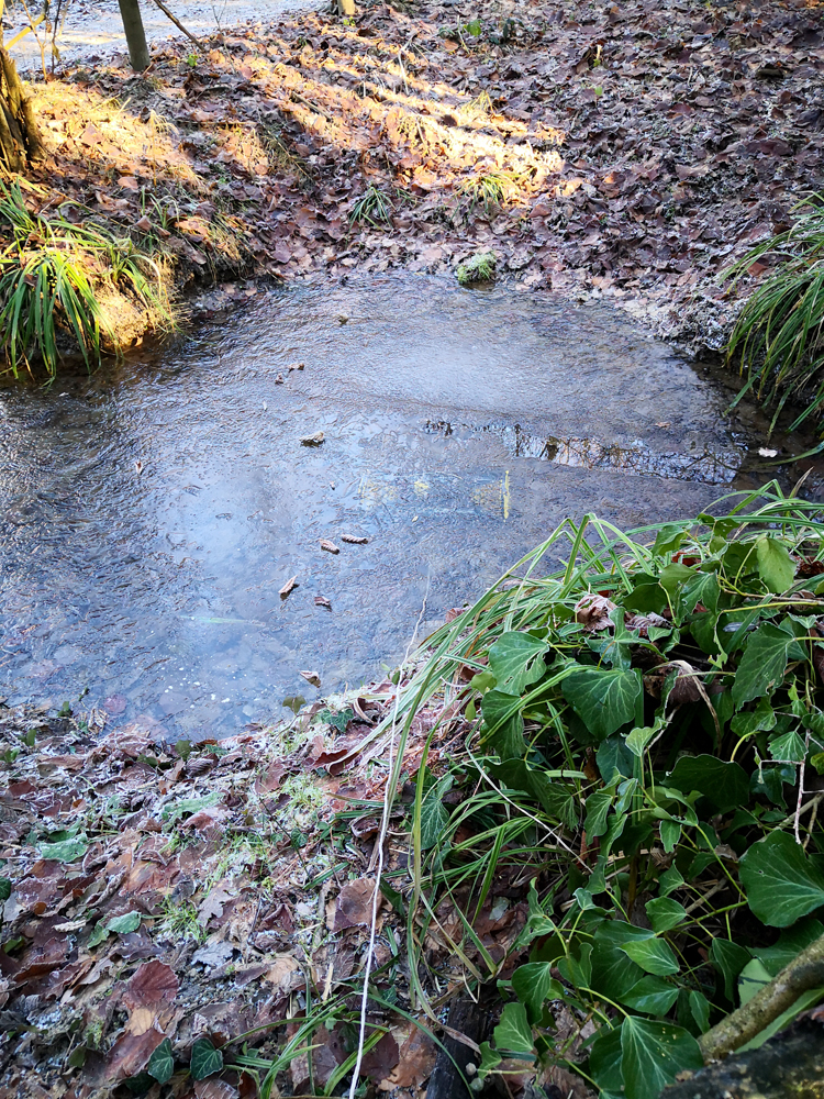 Questa immagine ha l'attributo alt vuoto; il nome del file è pozza-rana-di-lataste_ghiacciata_20220115_104450.jpg